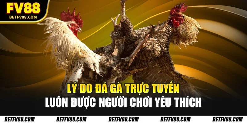 Lý do đá gà trực tuyến luôn được người chơi yêu thích